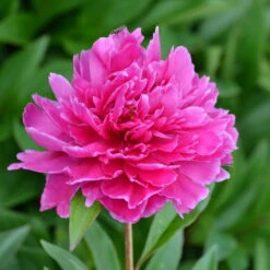 Pfingstrose 'Victoire De La Marne' Rot, Topf 3 Liter -Die grüne Ecke 0320106810 Paeonia lac Victoire de la Marne leuchtend rot 2 105913