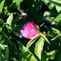 Pfingstrose 'Victoire De La Marne' Rot, Topf 3 Liter -Die grüne Ecke 0320106810 Paeonia lac Victoire de la Marne leuchtend rot 3 112436