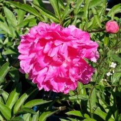 Pfingstrose 'Victoire De La Marne' Rot, Topf 3 Liter -Die grüne Ecke 0320106810 Paeonia lac Victoire de la Marne leuchtend rot 6 112435