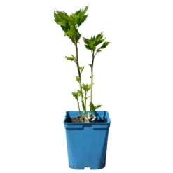 Staudenhibiskus 'Candy Crush' Dunkelrosa, Topf 5 Liter -Die grüne Ecke 0320106812 Hibiscus mosch Candy Crush dunkelrosa 1 112005