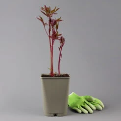 Pfingstrose 'Kansas' Purpurrot, Topf 3 Liter -Die grüne Ecke 0320106983 paeonia kansas 1 123873