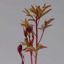 Pfingstrose 'Kansas' Purpurrot, Topf 3 Liter -Die grüne Ecke 0320106983 paeonia kansas 123874