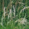 Bio Chinaschilf 'Kleine Silberspinne', Topf 5 Liter -Die grüne Ecke 0320300147 Miscanthus sin Kleine Silberspinne KB 5ltr Cont 34565