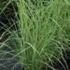Bio Chinaschilf 'Gracilimus', Topf 5 Liter -Die grüne Ecke 0320300159 Miscanthus sinensis Gracilimus1 42748