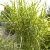 Bio Zebragras 'Zebrinus', Topf 5 Liter -Die grüne Ecke 0320300264 Miscanthus sin Zebrinus 81626