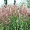 Bio Chinaschilf 'Kleine Fontäne', Topf 5 Liter -Die grüne Ecke 0320300508 Miscanthus sin Kleine Fontaene KB 5ltr Cont 34960