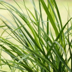 Bio Pampasgras 'Pumila', Topf 5 Liter -Die grüne Ecke 0320300620 Cortaderia selloana Pumila 1 81617