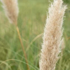 Bio Pampasgras 'Pumila', Topf 5 Liter -Die grüne Ecke 0320300620 Cortaderia selloana Pumila 2 81618