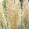 Bio Pampasgras 'Pumila', Topf 5 Liter -Die grüne Ecke 0320300620 Cortaderia selloana Pumila 81616