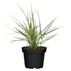 Bio Rutenhirse 'Prairie Sky', Topf 5 Liter -Die grüne Ecke 0320300824 Panicum virgatum Prairie Sky KB 5Ltr Cont 78149