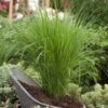 Bio Riesen-Rutenhirse 'Northwind', Topf 5 Liter, Wuchshöhe Ca. 170-180cm -Die grüne Ecke 0320300829 Panicum virgatum Northwind KB 5Ltr1 78143