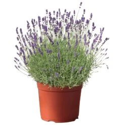Lavendel, Lilablau Topf-Ø 19 Cm, 2er-Set -Die grüne Ecke 0320500568 koelle s beste lavendel hidcote blue blau 17 cm topf 42863 1