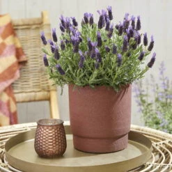 Lavendel 'Purple Flag' Violett, Topf-Ø 17 Cm, 2er-Set -Die grüne Ecke 0320500671 Lavandula Lamorosia Purple Flag 19cm Topf Woud1 70212