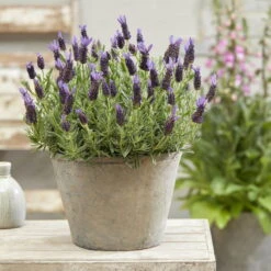 Lavendel 'Purple Flag' Violett, Topf-Ø 17 Cm, 2er-Set -Die grüne Ecke 0320500671 Lavandula Lamorosia Purple Flag 19cm Topf Woud2 70211