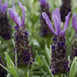 Lavendel 'Purple Flag' Violett, Topf-Ø 17 Cm, 2er-Set -Die grüne Ecke 0320500671 Lavandula Lamorosia Purple Flag 19cm Topf Woud3 70210