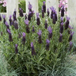 Lavendel 'Purple Flag' Violett, Topf-Ø 17 Cm, 2er-Set -Die grüne Ecke 0320500671 Lavandula Lamorosia Purple Flag 19cm Topf Woud4 70209