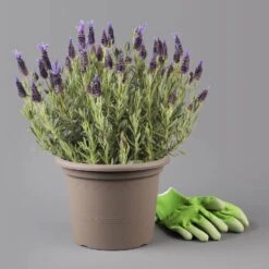 Lavendel 'Purple Flag' Violett, Topf-Ø 17 Cm, 2er-Set -Die grüne Ecke 0320500725 0319200089 Lavandula Lamorosia Purple Flag 1 125871