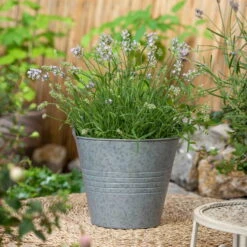 Lavendel, Lilablau Topf-Ø 19 Cm, 2er-Set -Die grüne Ecke 0320500730 Lavandula angustifolia 1 88402 1