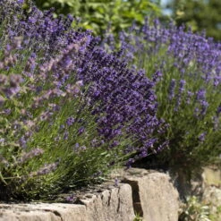 Lavendel, 6er-Set, Topf 12 / 13 Cm Ø -Die grüne Ecke 0320500730 Lavandula angustifolia 2 88403