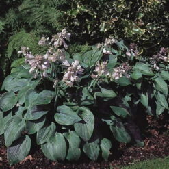 Graublaue Funkie 'Halcyon' Hellviolett, Topf-Ø 11 Cm, 3er-Set -Die grüne Ecke 0320600106 Hosta tard Halcyon Koelles Beste 11cm Topf