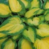 Funkie 'Orange Marmalade' Hellviolett, Topf-Ø 11 Cm, 3er-Set -Die grüne Ecke 0320600111 Hosta Orange Marmalade Koelles Beste11cm Topf 4910