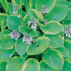 Funkie 'So Sweet' Weiß, Topf-Ø 11 Cm, 3er-Set -Die grüne Ecke 0320600169 Hosta plant. So Sweet 46350