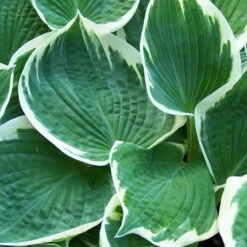 Funkie 'Barbara Ann' Weiß, Topf-Ø 11 Cm, 3er-Set -Die grüne Ecke 0320600276 Hosta cultorum Barbara Ann Koelle 11cm topf blaugruen weisser Rand 75707