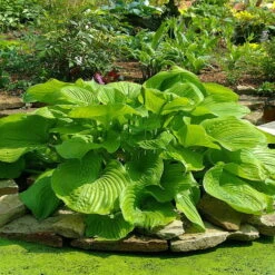 Funkie 'Sum And Substance' Hellviolett, Topf-Ø 11 Cm, 3er-Set