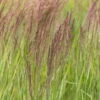 Bio Reitgras 'Overdam', Weiß-grün Gestreift, Topf 5 Liter -Die grüne Ecke 0321600002 Calamagrostis acut Overdam 1 125727