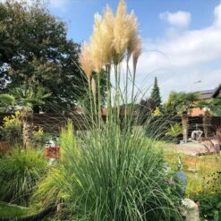 Bio Pampasgras 'Pumila', Topf 5 Liter -Die grüne Ecke 0321600005 pampasgras test 124761