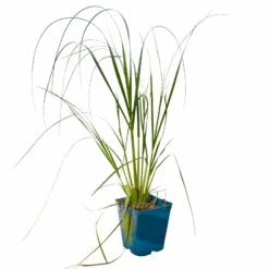 Bio Pampasgras 'Pumila', Topf 5 Liter -Die grüne Ecke 0321600005 Cortaderia selloana Pumila 5L 3 112425