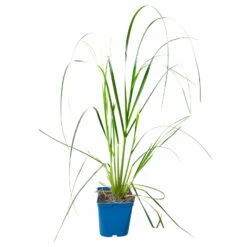 Bio Pampasgras 'Pumila', Topf 5 Liter -Die grüne Ecke 0321600005 Cortaderia selloana Pumila 5L 5 112426
