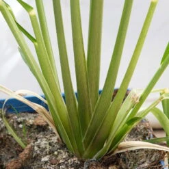 Bio Pampasgras 'Pumila', Topf 5 Liter -Die grüne Ecke 0321600005 Cortaderia selloana Pumila 5L 8 112493