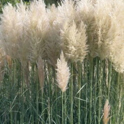 Bio Pampasgras 'Sunnigdale Silver' Silber-weiß, Topf 5 Liter -Die grüne Ecke 0321600007 Cortaderia sel Sunningdale Silver 2 120410