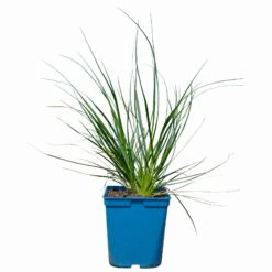 Bio Pampasgras 'Sunnigdale Silver' Silber-weiß, Topf 5 Liter -Die grüne Ecke 0321600007 Cortaderia selloana Sunningdale Silver 2 112427