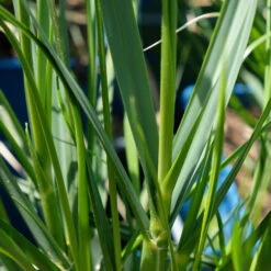 Bio Pampasgras 'Sunnigdale Silver' Silber-weiß, Topf 5 Liter -Die grüne Ecke 0321600007 Cortaderia selloana Sunningdale Silver 5 112496