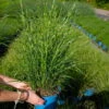 Bio Zebragras 'Little Zebra', Topf 3 Liter -Die grüne Ecke 0321600013 Miscanthus sin Little Zebra 5 113902