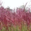 Bio Halbhohes Chinaschilf 'Red Chief' Silber-weiß, Höhe 120-150 Cm, 5 Liter Topf -Die grüne Ecke 0321600017 Miscanthus sinensis Red Chief beschnitten 120411