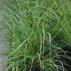 Bio Lampenputzergras 'National Arboretum' Braun, Höhe 60-80 Cm, 5 Liter Topf -Die grüne Ecke 0321600020 Pennisetum National Aboretum 120414