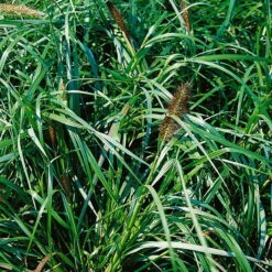 Bio Lampenputzergras 'National Arboretum' Braun, Höhe 60-80 Cm, 5 Liter Topf -Die grüne Ecke 0321600020 Pennisetum National Arboretum beschnitten 120415