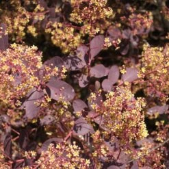 Dunkelroter Perückenstrauch 'Royal Purple', Höhe Ca. 20-25 Cm, Topf 3 Liter -Die grüne Ecke 0410110191 Cotinus cogg Royal Purple 2 1 121774