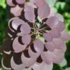 Dunkelroter Perückenstrauch 'Royal Purple', Höhe Ca. 20-25 Cm, Topf 3 Liter -Die grüne Ecke 0410110191 Cotinus cogg Royal Purple 3 1 121775