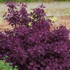 Dunkelroter Perückenstrauch 'Royal Purple', Höhe Ca. 20-25 Cm, Topf 3 Liter -Die grüne Ecke 0410110191 Cotinus cogg Royal Purple 1 121773