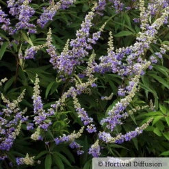 Blauer Mönchspfeffer, Höhe 40-60 Cm, Topf 5 Liter -Die grüne Ecke 0410110246 Vitex agnus castus 1 87688