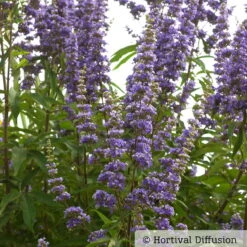 Blauer Mönchspfeffer, Höhe 40-60 Cm, Topf 5 Liter -Die grüne Ecke 0410110246 Vitex agnus castus 2 87689