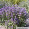 Bartblume 'Grand Bleu'® Dunkelviolettblau, Topf-Inhalt 5 Liter -Die grüne Ecke 0410110266 Caryopteris Grand Blue 2 87690
