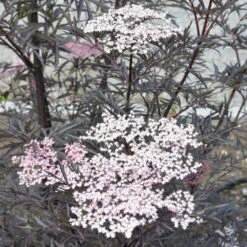 Rotlaubiger Holunder 'Black Lace'® ('Eva'PBR), 3er-Set, Topf 5 Liter -Die grüne Ecke 0410110399 KB Sambucus nigra Black Lace 040 060 19cm Topf 02 49272