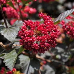Rotblättrige Blasenspiere 'Diabolo'®, Cremeweiß, Höhe 30-60 Cm, Topf 5 Liter -Die grüne Ecke 0410110584 Physocarpus op Diabolo 3 92980