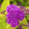 Gelbblättrige Zwergsommerspiere 'Golden Princess', Purpurrosa, Topf 5 Liter -Die grüne Ecke 0410111010 Spiraea jap Golden Princess Co 5 lt 1 93698