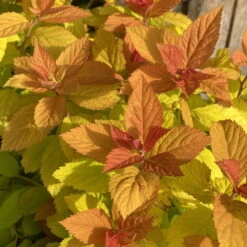 Goldorange Japanspiere 'Double Play®Big Bang', Spiraea Japonica, Topf 5 Liter -Die grüne Ecke 0410111399 Spiraea japonica Big Bang 86929